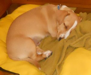 Elmo: faz diferença a raça de uma coisa fofa dessas?