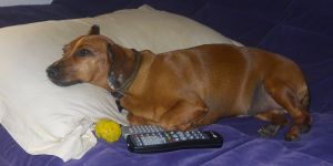 Otto, que quase é "de raça"